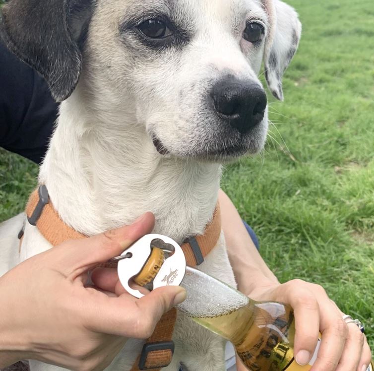 Upptakari á hundaólina! Skyldueign fyrir alla hundaeiganda