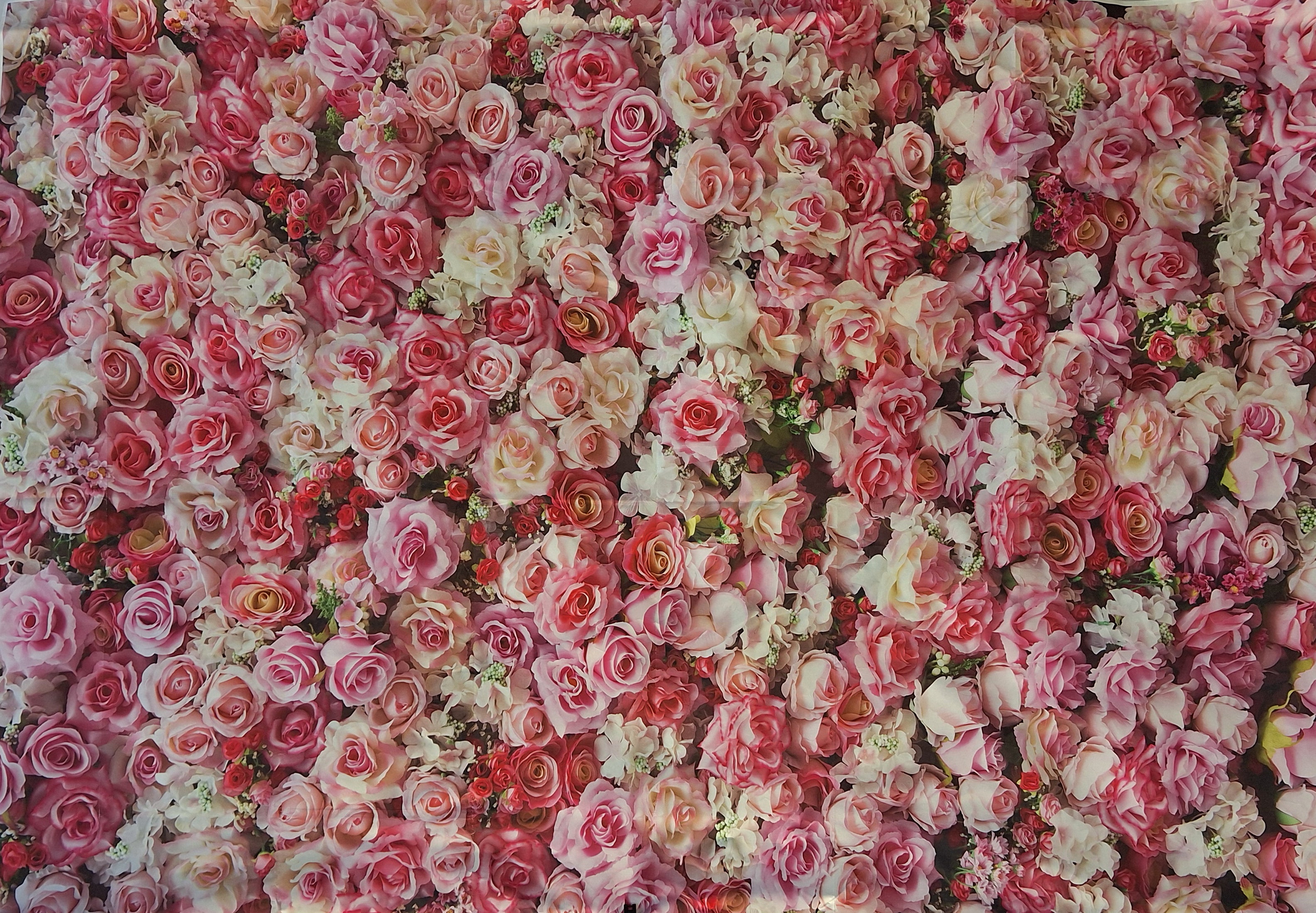 Bakgrunnar fyrir Myndapartý - Leiga