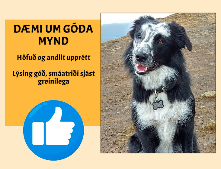 Stafræn teikning af gæludýrinu þínu