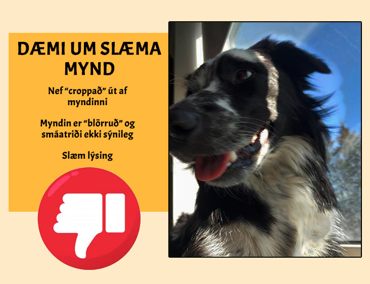 Stafræn teikning af gæludýrinu þínu